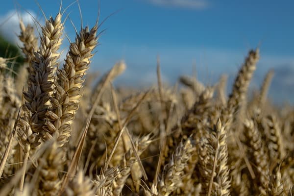 Properties and Uses of Einkorn Wheat
