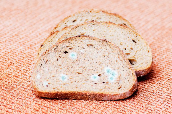 Why does mold occur in bread?