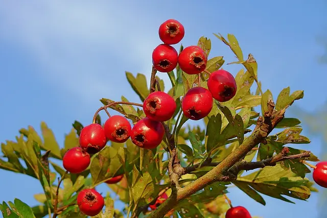 What is hawthorn fruit? How is it consumed?