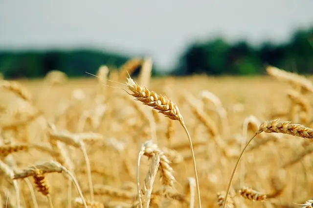What are the parts of wheat?