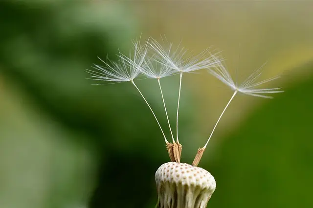 benefits of dandelion